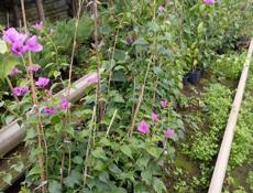 Садовый инвентарь