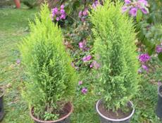 Садовый инвентарь