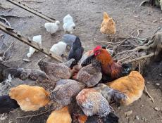 Продам молодых петухов