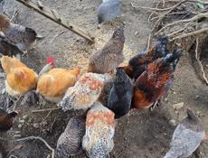 Продам молодых петухов