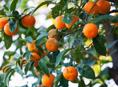 Продаю мандарины 