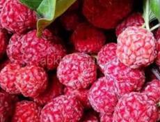 Миранда (Клубничное дерево) 