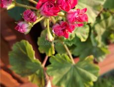 Продаются разновидность