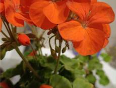 Продаются разновидность