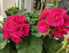 Продаются разновидность 