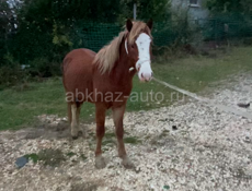Лошади срочно 
