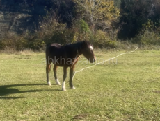 Лошади срочно