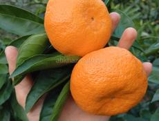 Продаю мандарины 🍊