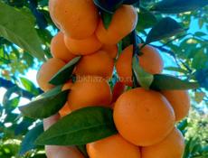 Продаю мандарины 🍊