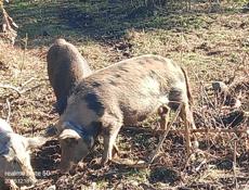 Продаётся свинья 