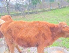 Продаётся телёнок