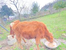 Продаётся телёнок 