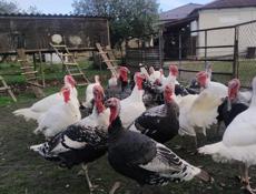 Птицы(индюшки и индюки)