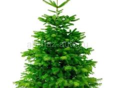 Продаются Дацкие ёлочки 🌲