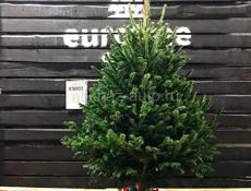 Продаются Дацкие ёлочки 🌲