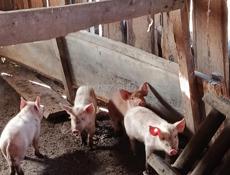 Продаются Поросята