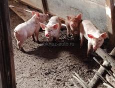Продаются Поросята