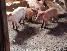 Продаются Поросята