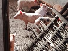 Продаются Поросята