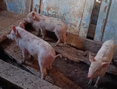 Продаются Поросята