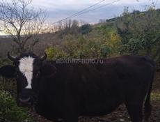 Килограмм 130 на мясо