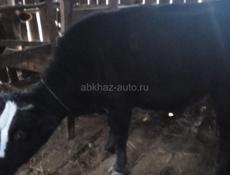 Килограмм 130 на мясо 