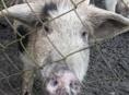 Продается поросенок девочка 