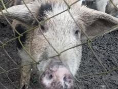 Продается поросенок девочка 