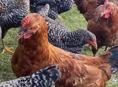 Домашние куры 