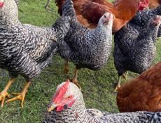 Домашние куры