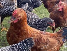 Домашние куры 