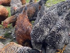 Домашние куры