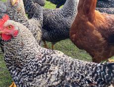 Домашние куры