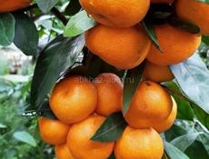 Мандарин 🍊 