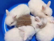 Карликовые кролики.