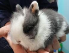 Карликовые кролики.