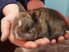 Карликовые кролики.