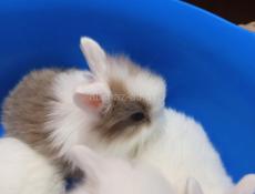 Карликовые кролики.