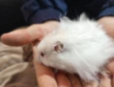 Сирийский хомяк.