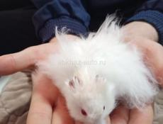 Сирийский хомяк.