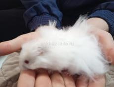 Сирийский хомяк.