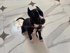 Продам собаку стаффорд