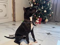 Продам собаку стаффорд