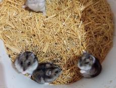 Сирийские джунгарские хомяки.