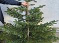 Елки местные пышные 
