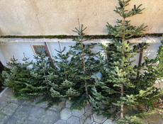 Елки местные пышные 
