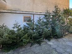 Елки местные пышные 
