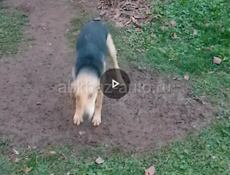 Сем месячные