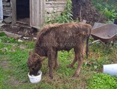 Продаётся бычок 6 месяцев 