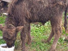 Продаётся бычок 6 месяцев